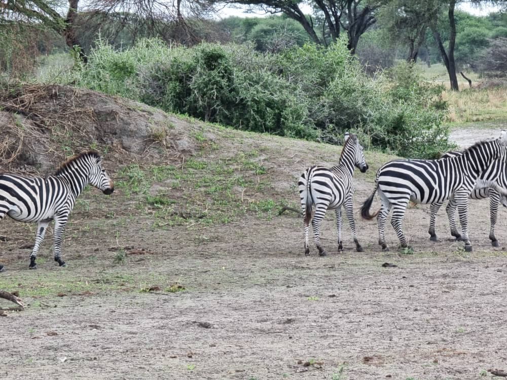 FurahaYao safari gallery photo 4