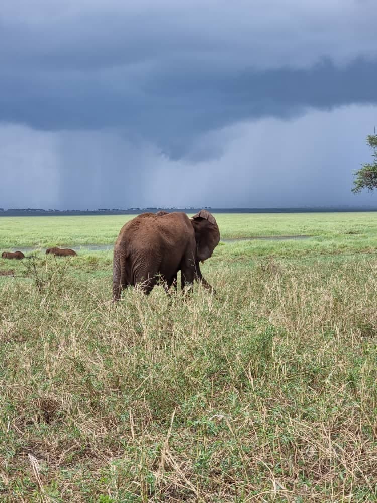 FurahaYao safari gallery photo 5