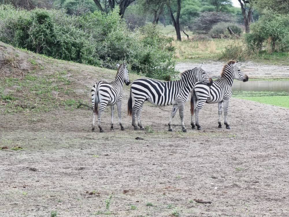 FurahaYao safari gallery photo 6