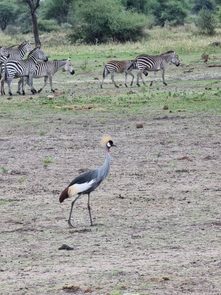 FurahaYao safari gallery photo 11