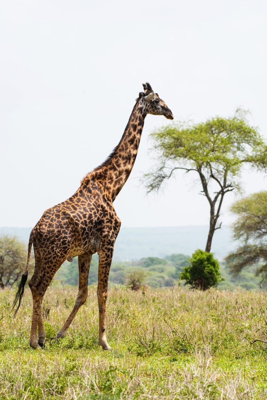 FurahaYao safari gallery photo 14