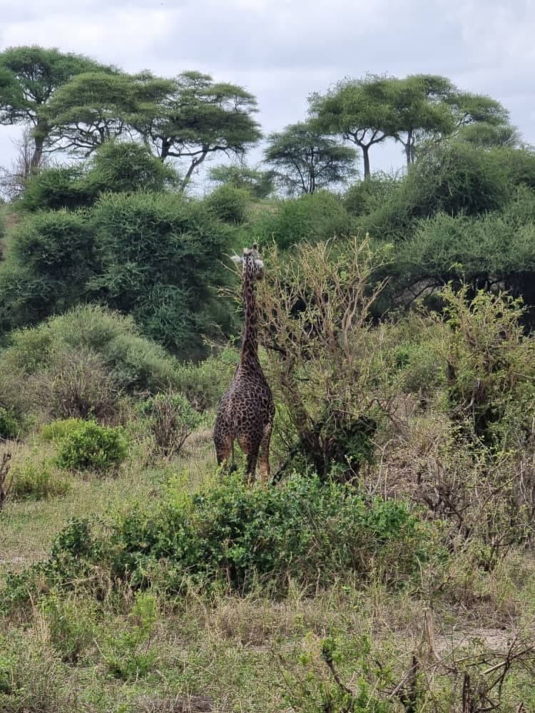FurahaYao safari gallery photo 15