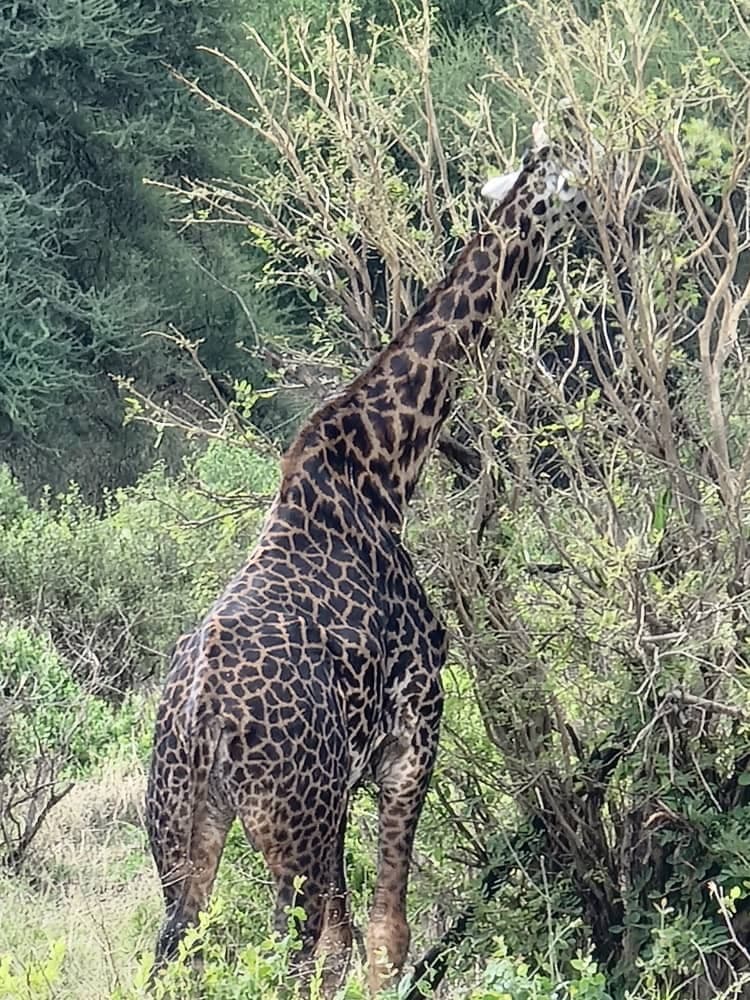 FurahaYao safari gallery photo 17