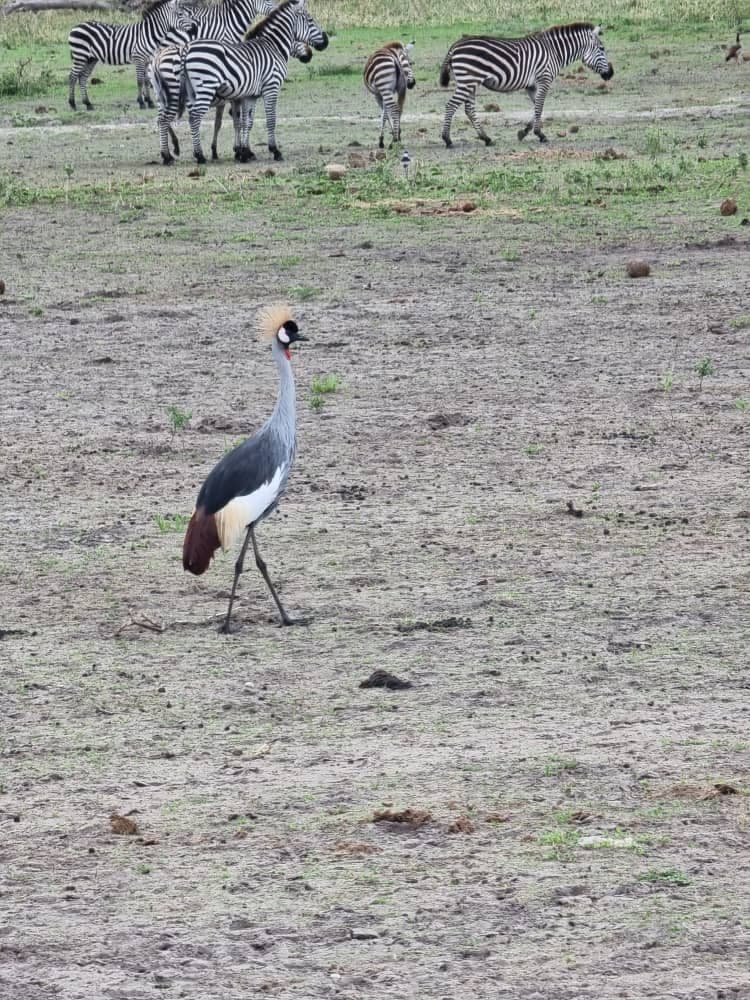 FurahaYao safari gallery photo 20