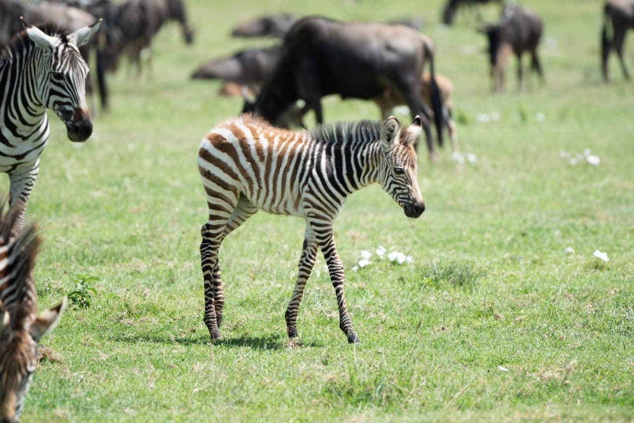 FurahaYao safari gallery photo 21