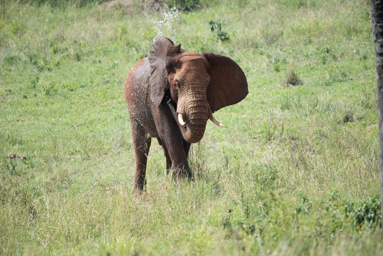 FurahaYao safari gallery photo 23