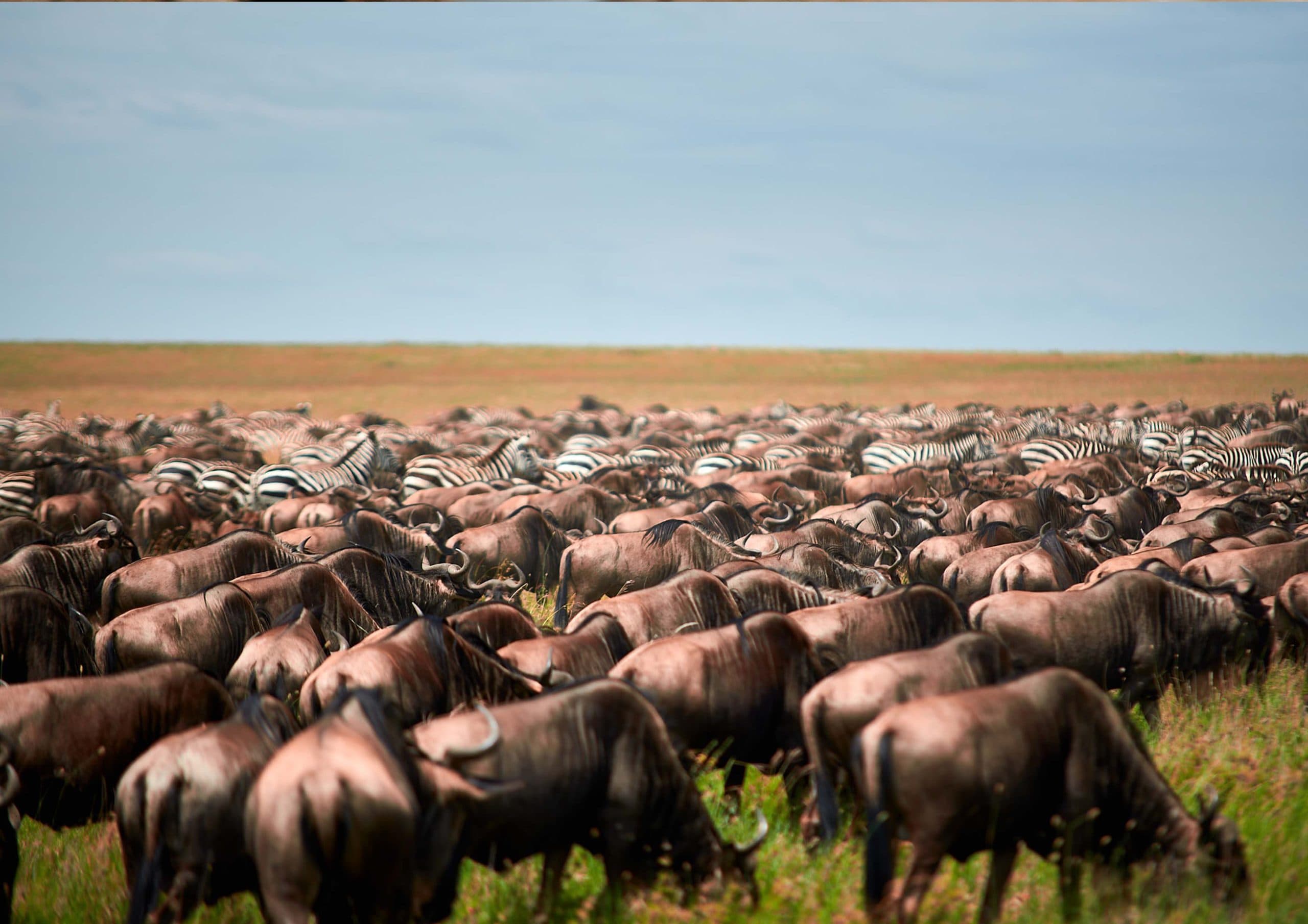 6-Day Budget Safari & Maasai Tour