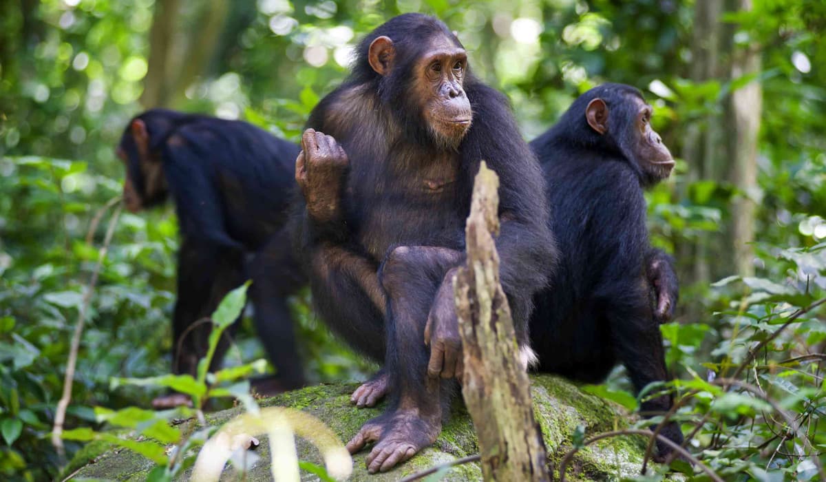 Gombe National Park