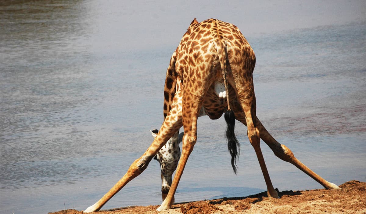 Katavi National Park