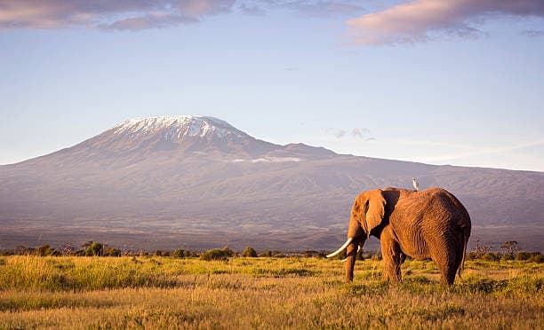 7 Days Lemosho Route