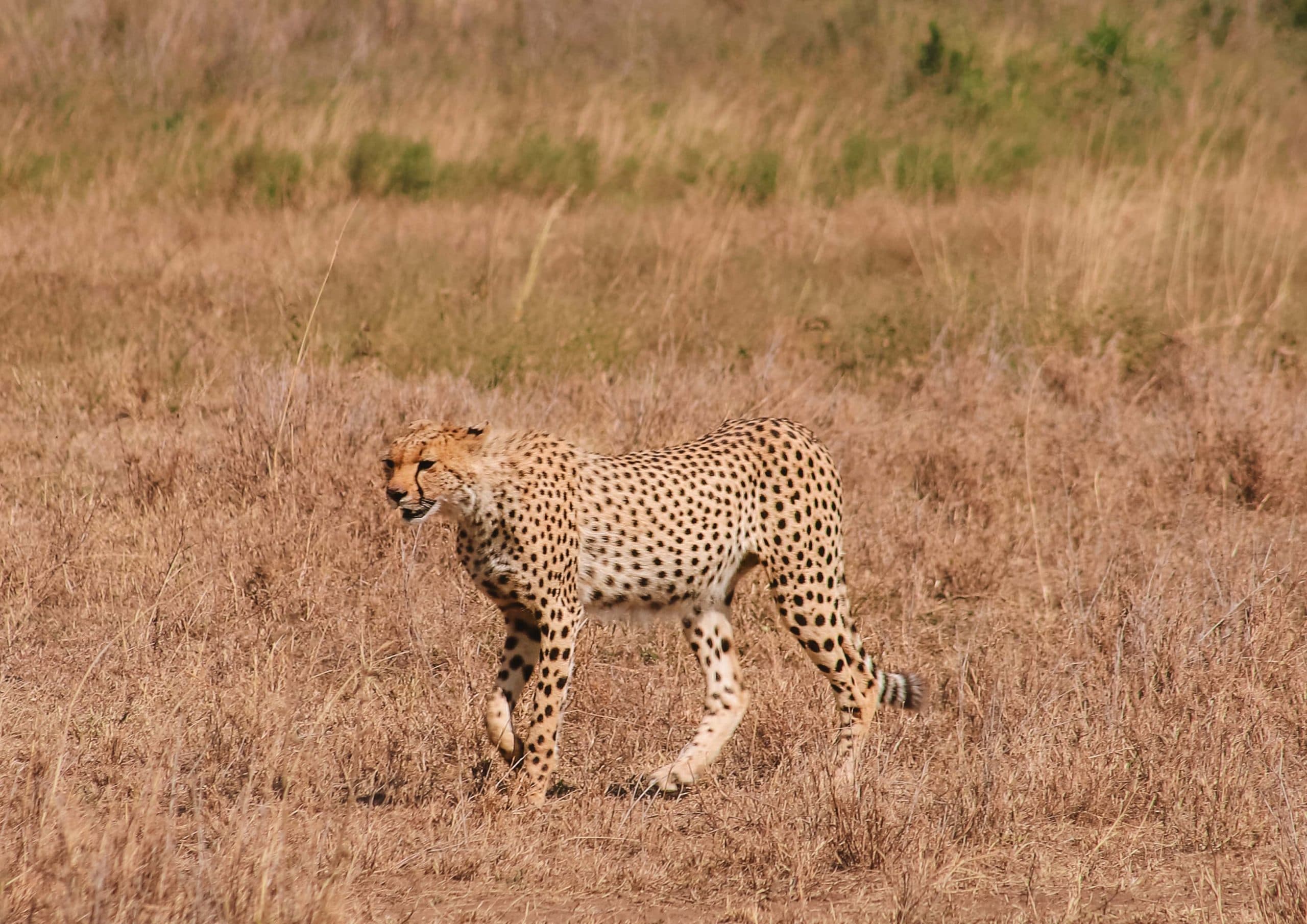 4-Day Luxury Tarangire, Serengeti & Ngorongoro