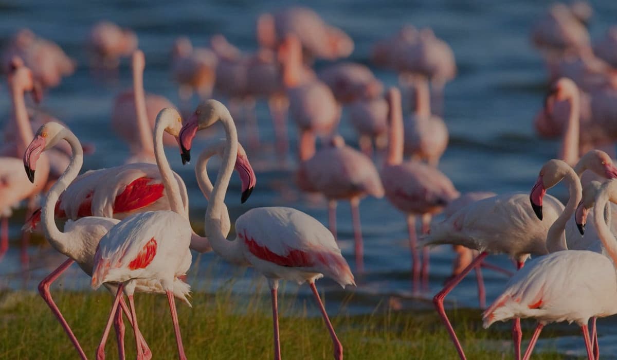 Lake Manyara