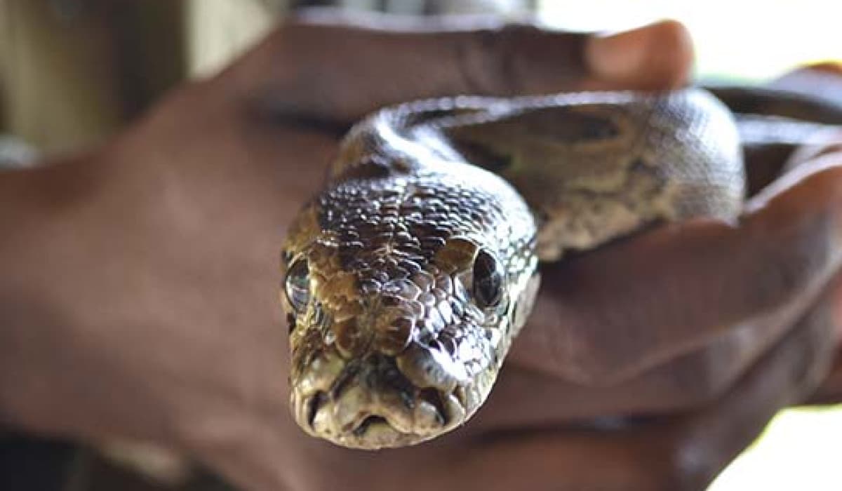Meserani Snake Park