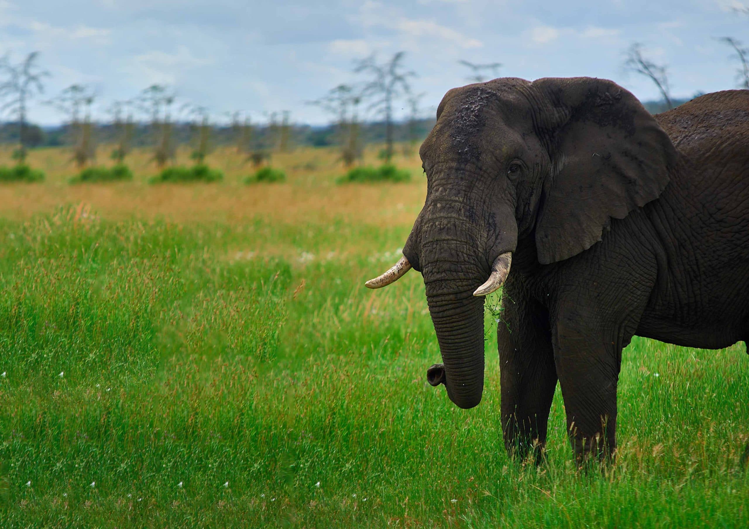 2-Day Mid-Range Tarangire & Manyara