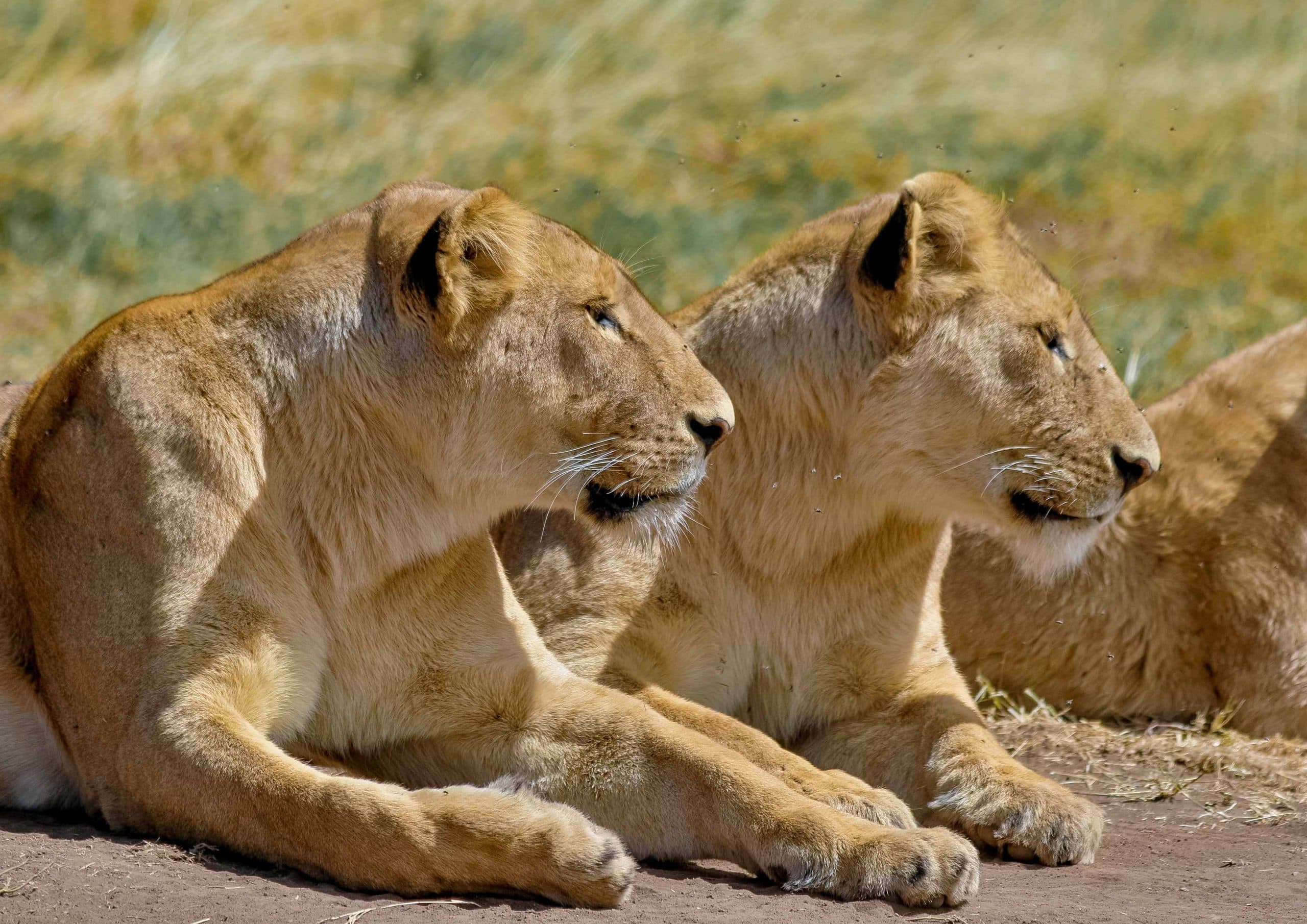 4-Day Tanzania Lodge Safari
