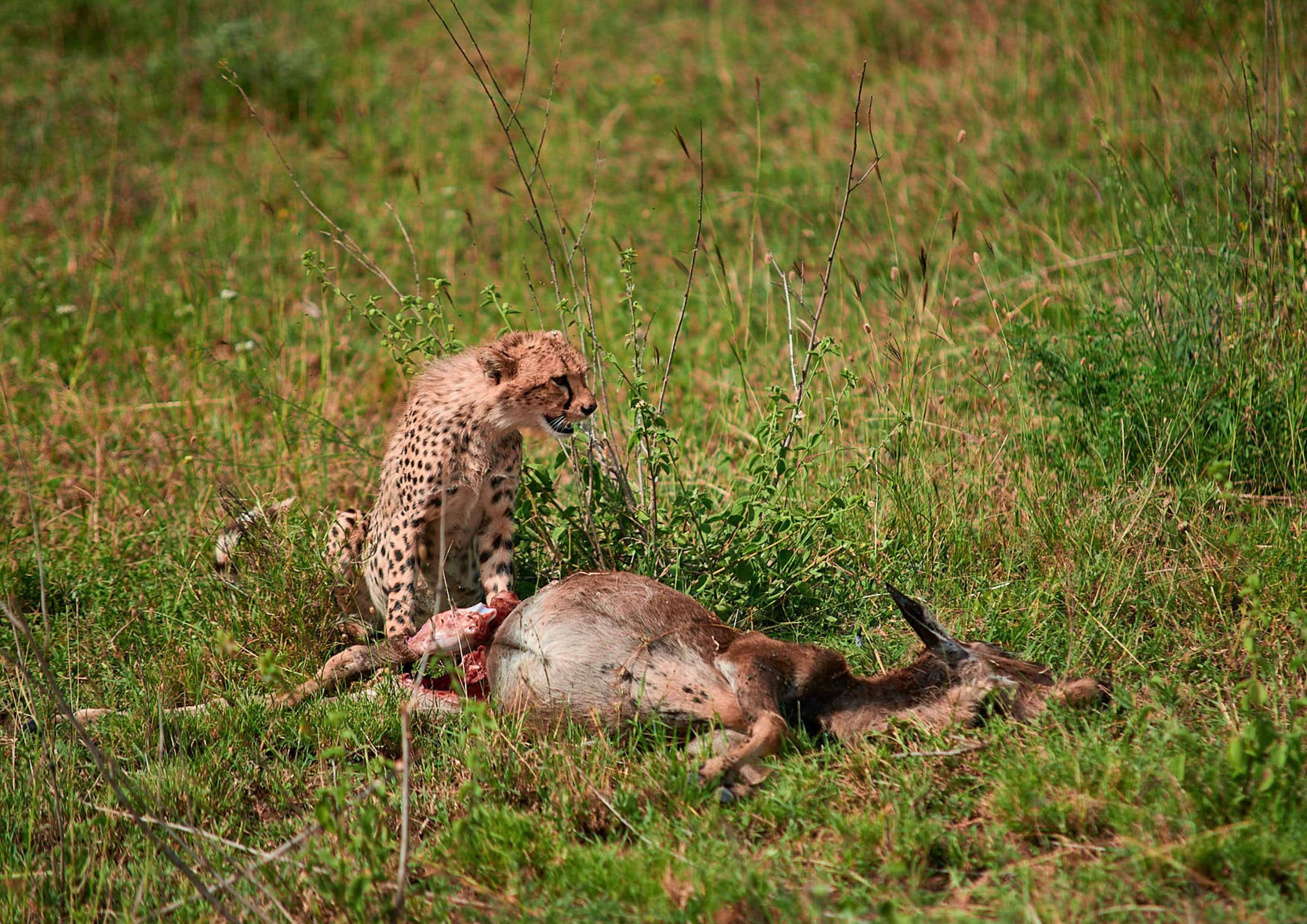 5-Day Classical Safari in Tanzania