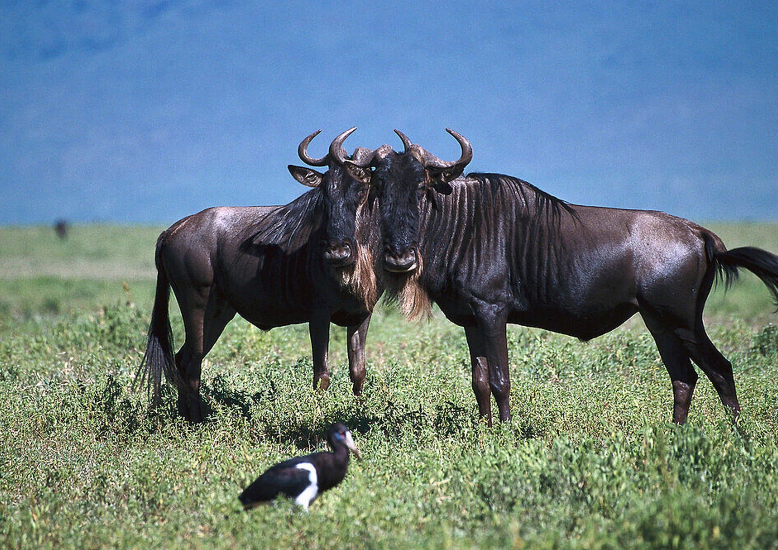 6-Day Serengeti Migration Group Camping Safari