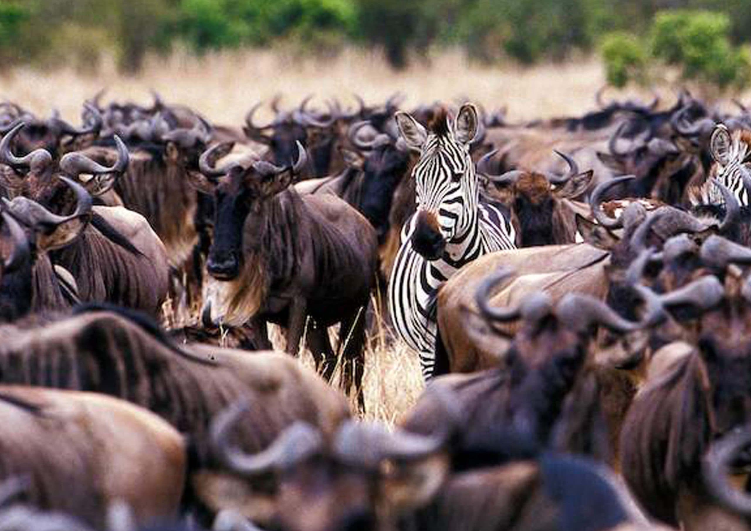6-Day Serengeti Migration Group Lodge Safari