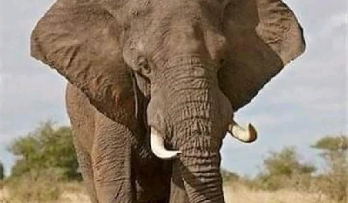 Mkomazi National Park