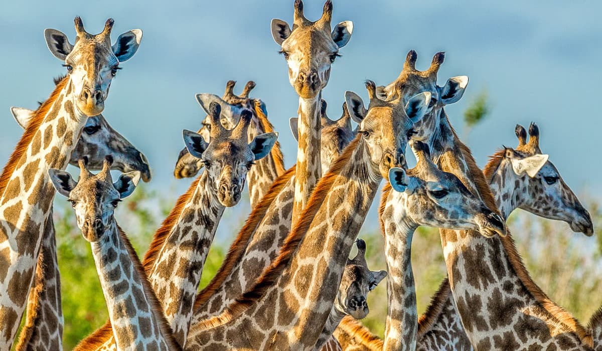 Saadani National Park
