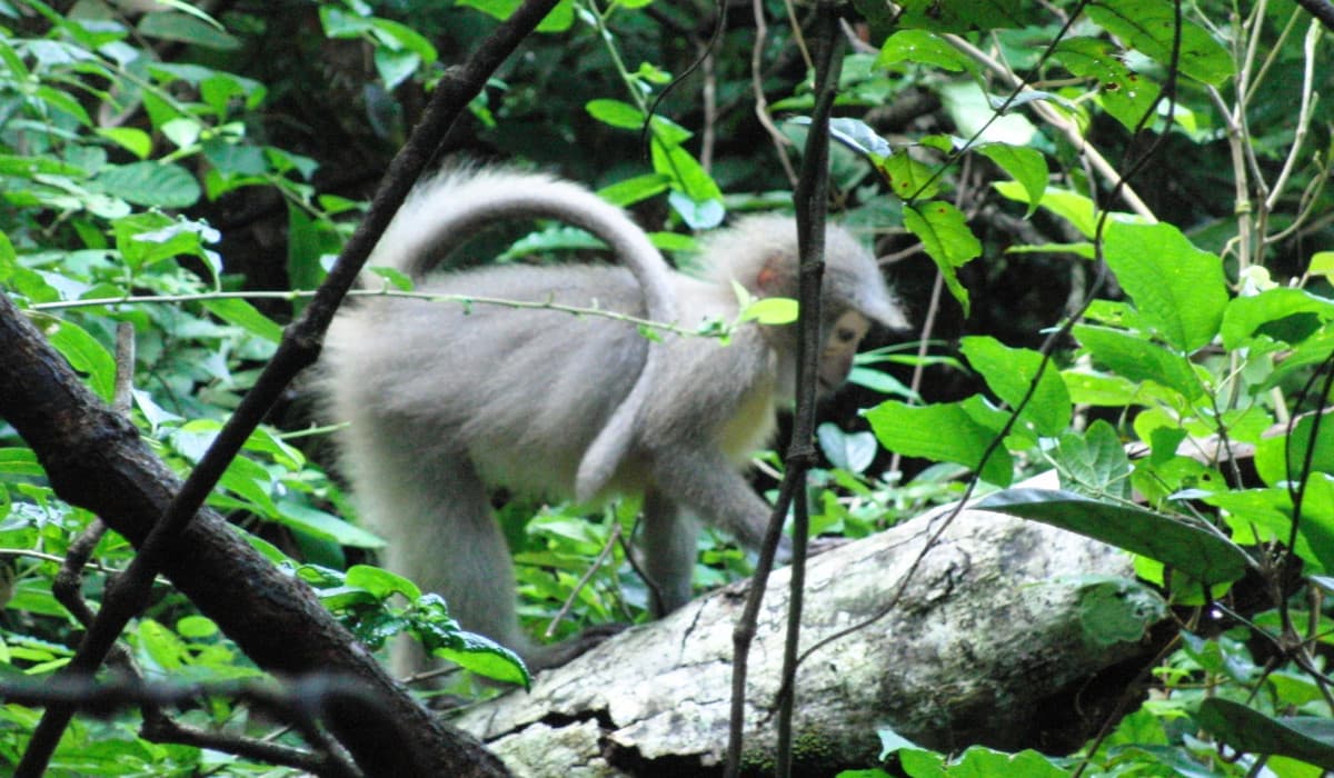 Udzungwa Mountains