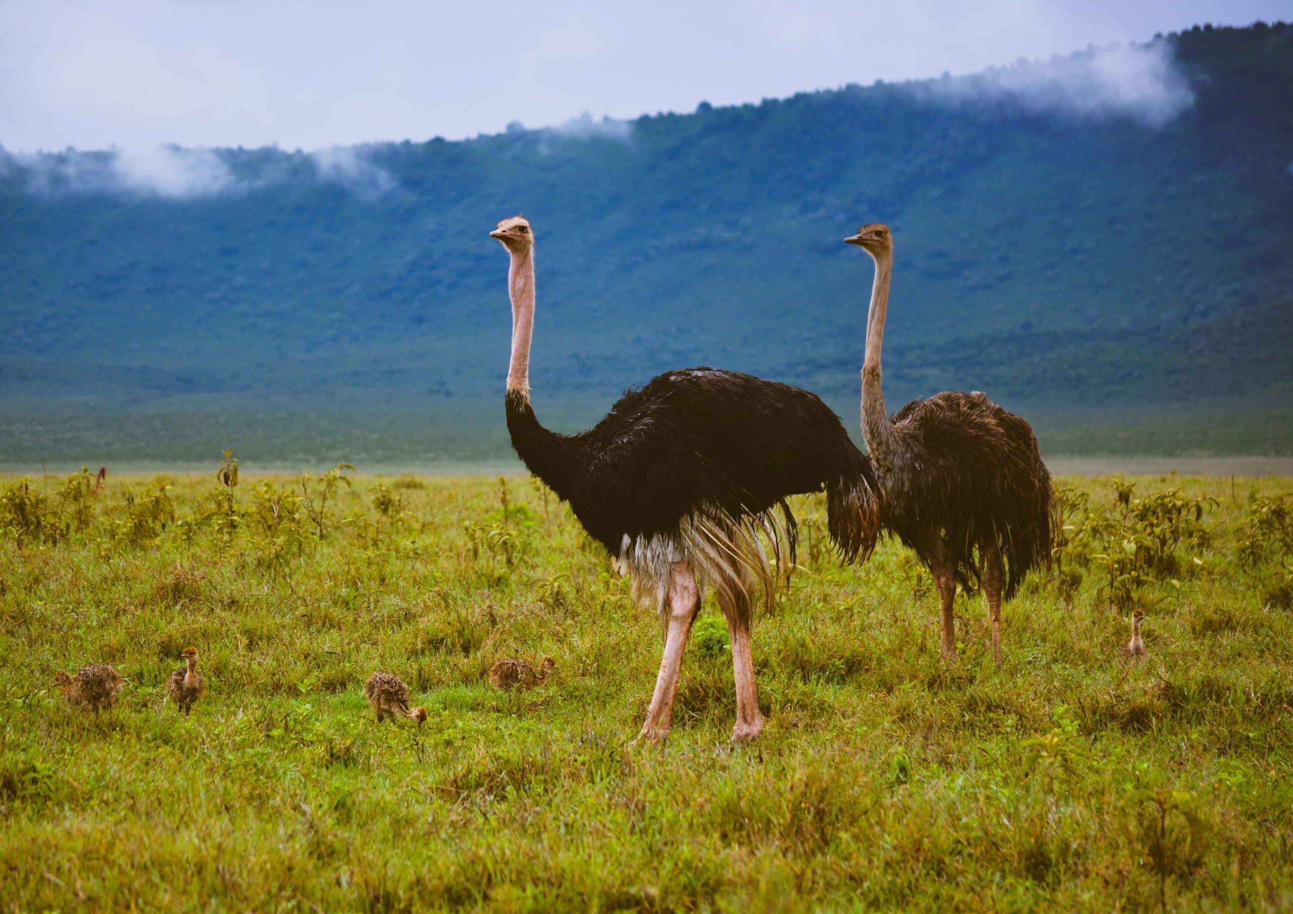 5-Day Tanzania Honeymoon Safari