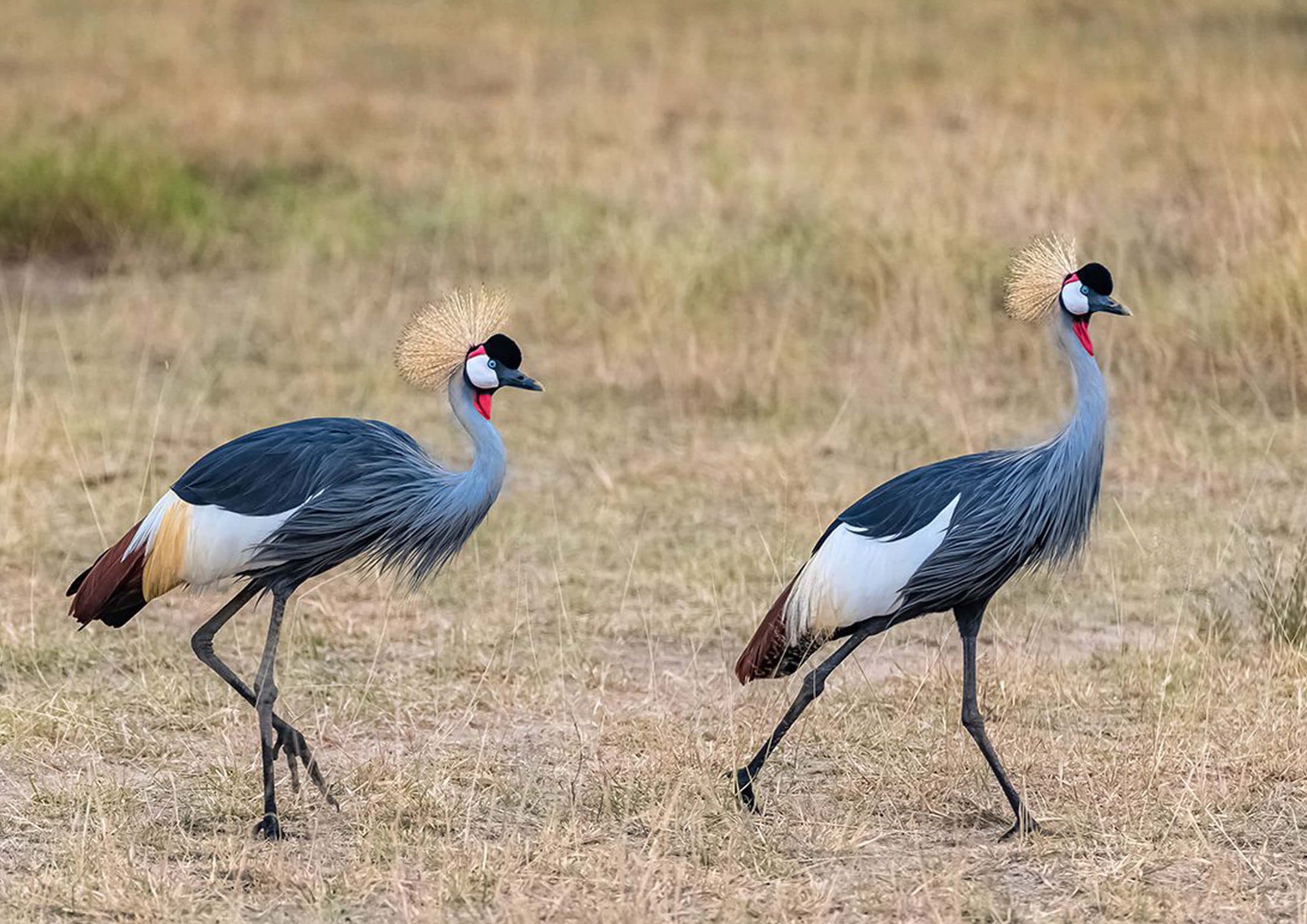 6-Day Honeymoon Safari Package